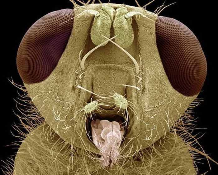 Насекомые под микроскопом - жук-навозник