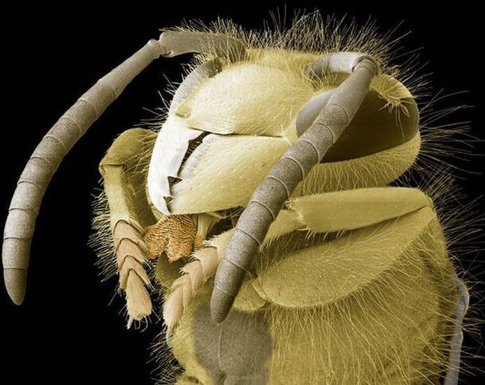 Насекомые под микроскопом - голова осы обыкновенной