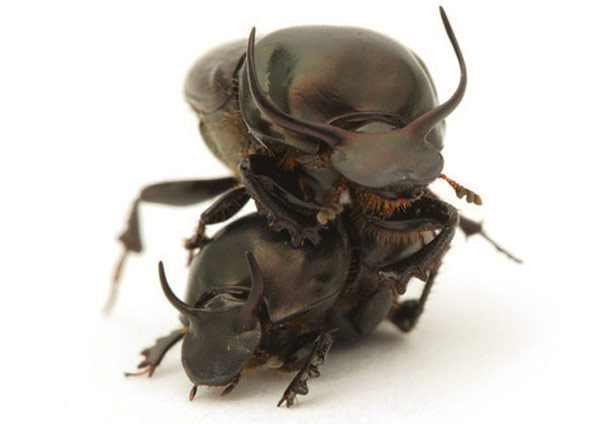 Насекомые под микроскопом - любовь жуков