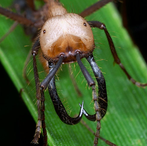 Насекомые под микроскопом - обыкновенный муравей