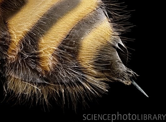 Насекомые под микроскопом - Острое  жало пчелы, после использования которого, насекомое погибает