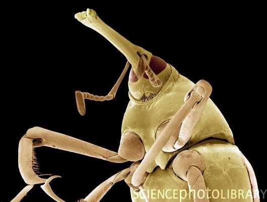 Насекомые под микроскопом - бамбуковый долгоносик
