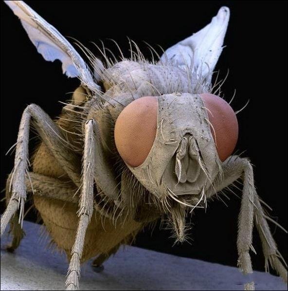 Насекомые под микроскопом - муха