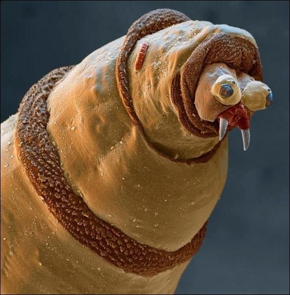 Насекомые под микроскопом - личинка синей мухи