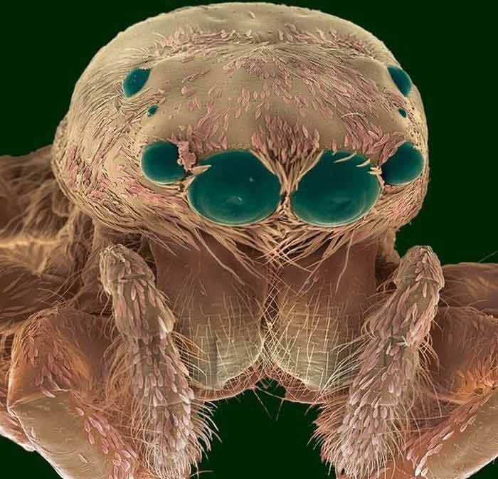 Насекомые под микроскопом - скачущий или прыгучий паук