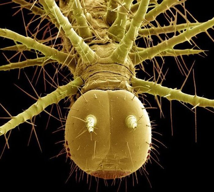 Насекомые под микроскопом - тропическая гусеница