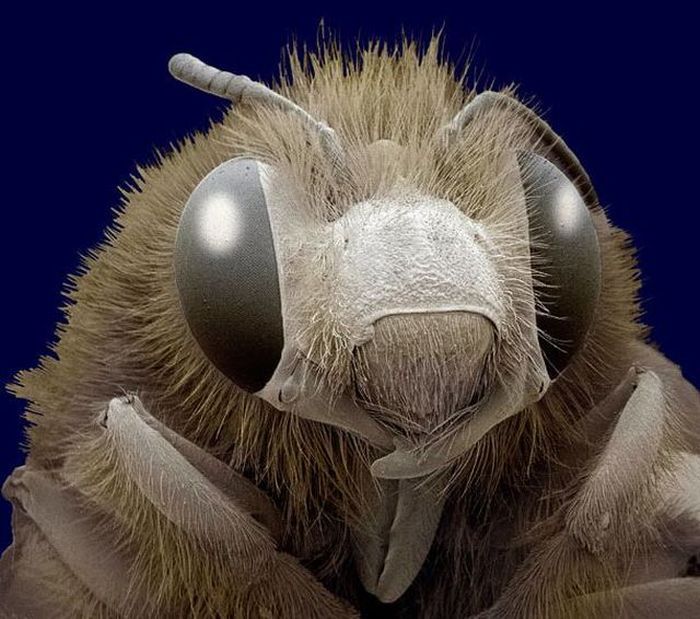 Насекомые под микроскопом - Медоносная пчела. Обзор каждого глаза 180 градусов