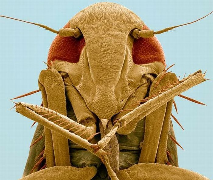 Насекомые под микроскопом - цикада